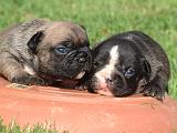 BOULEDOGUE FRANCAIS 1326